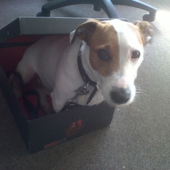 Rocky the Deathouse Dog chilling out in his very own Jeffery-West shoe box.